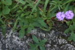 Verbena rigida (4)