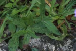 Verbena rigida (14)