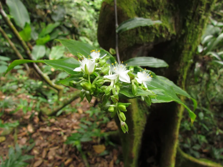 Tradescantia umbracullifera (6)