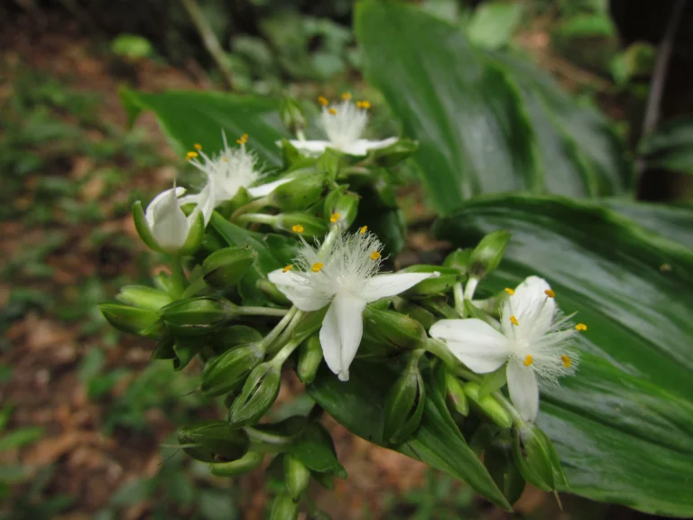 Tradescantia umbracullifera (9)
