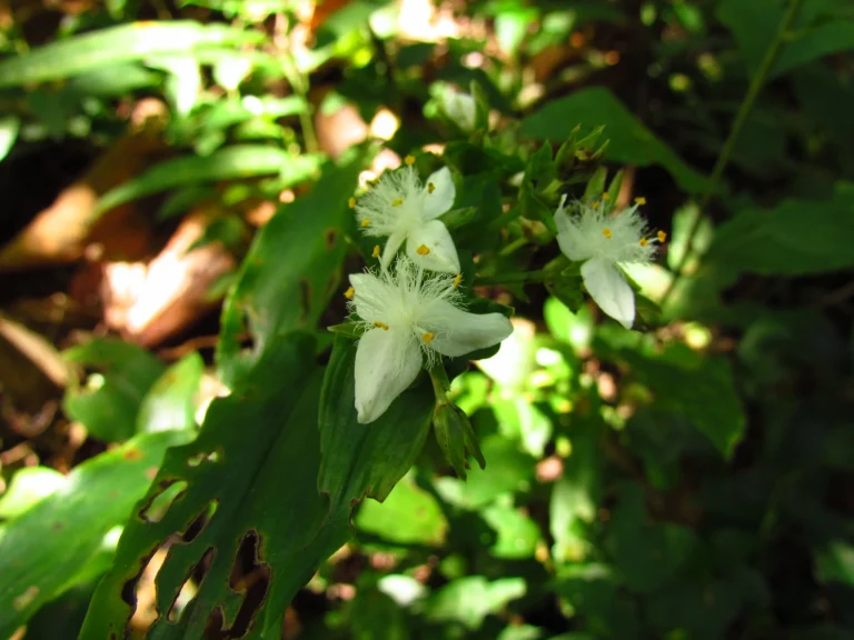 Tradescantia umbracullifera (14)