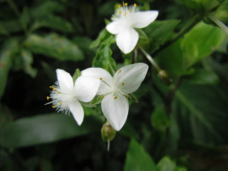 Tradescantia umbracullifera (21)