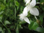 Tradescantia umbracullifera (23)