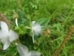 Tradescantia umbracullifera (27)