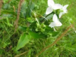 Tradescantia umbracullifera (29)