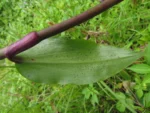Tradescantia umbracullifera (34)