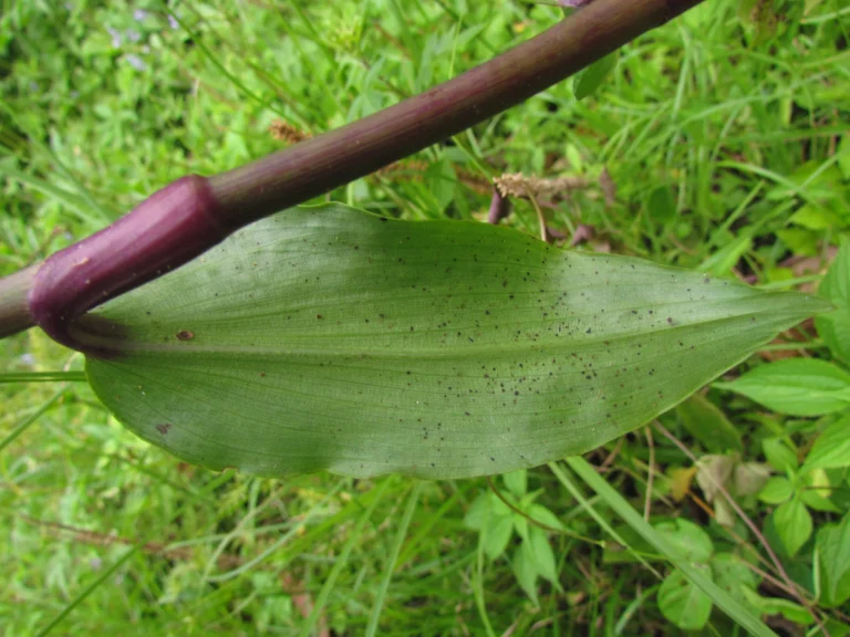Tradescantia umbracullifera (34)