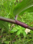Tradescantia umbracullifera (36)
