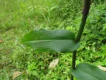 Tradescantia umbracullifera (39)