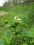 Tradescantia umbracullifera (42)