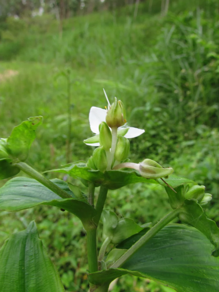 Tradescantia umbracullifera (44)