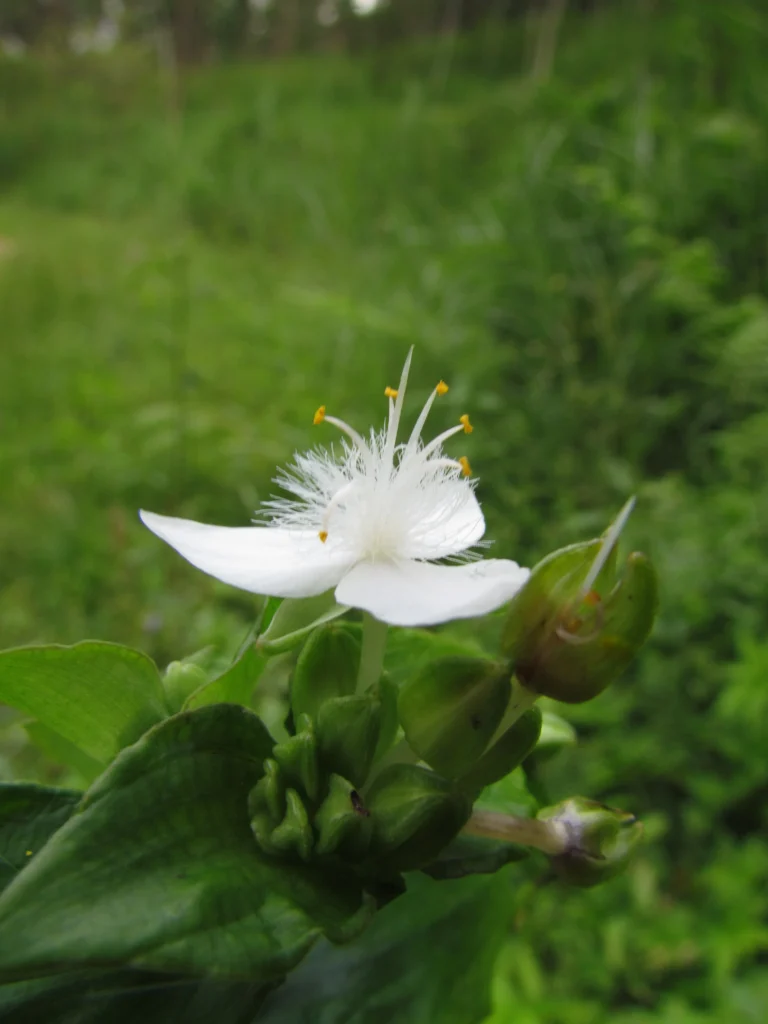 Tradescantia umbracullifera (45)