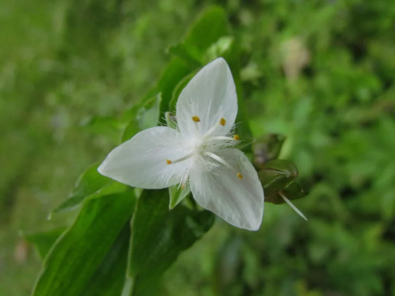Tradescantia umbracullifera (47)