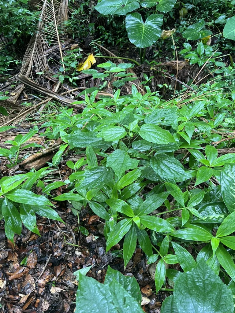 Tradescantia zanonia (1)