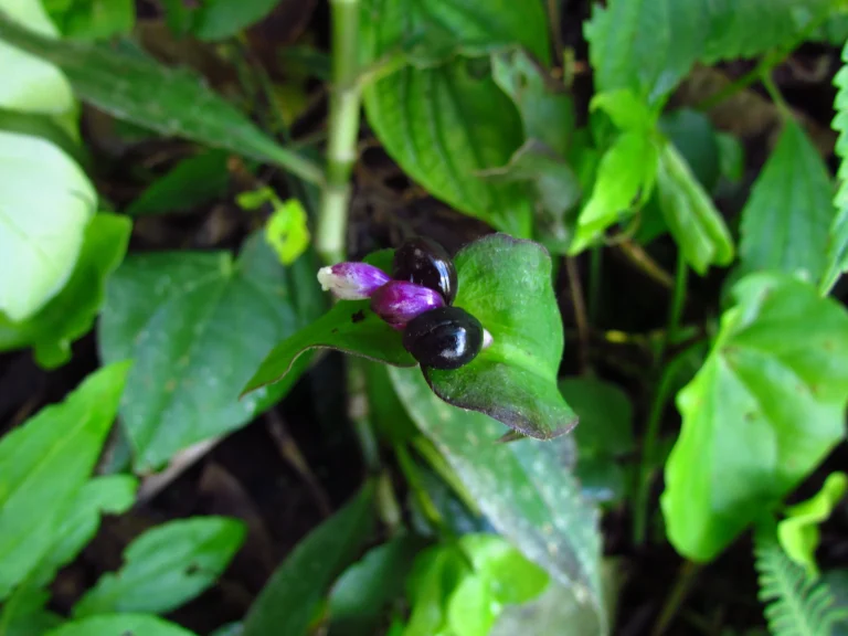 Tradescantia zanonia (2)