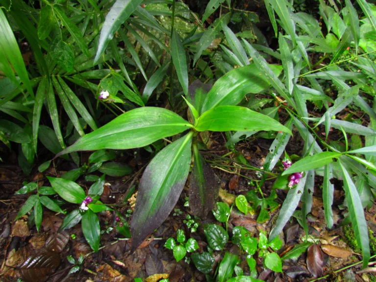 Tradescantia zanonia (13)