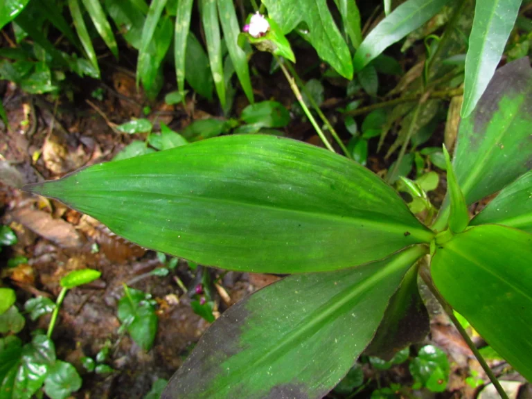 Tradescantia zanonia (14)