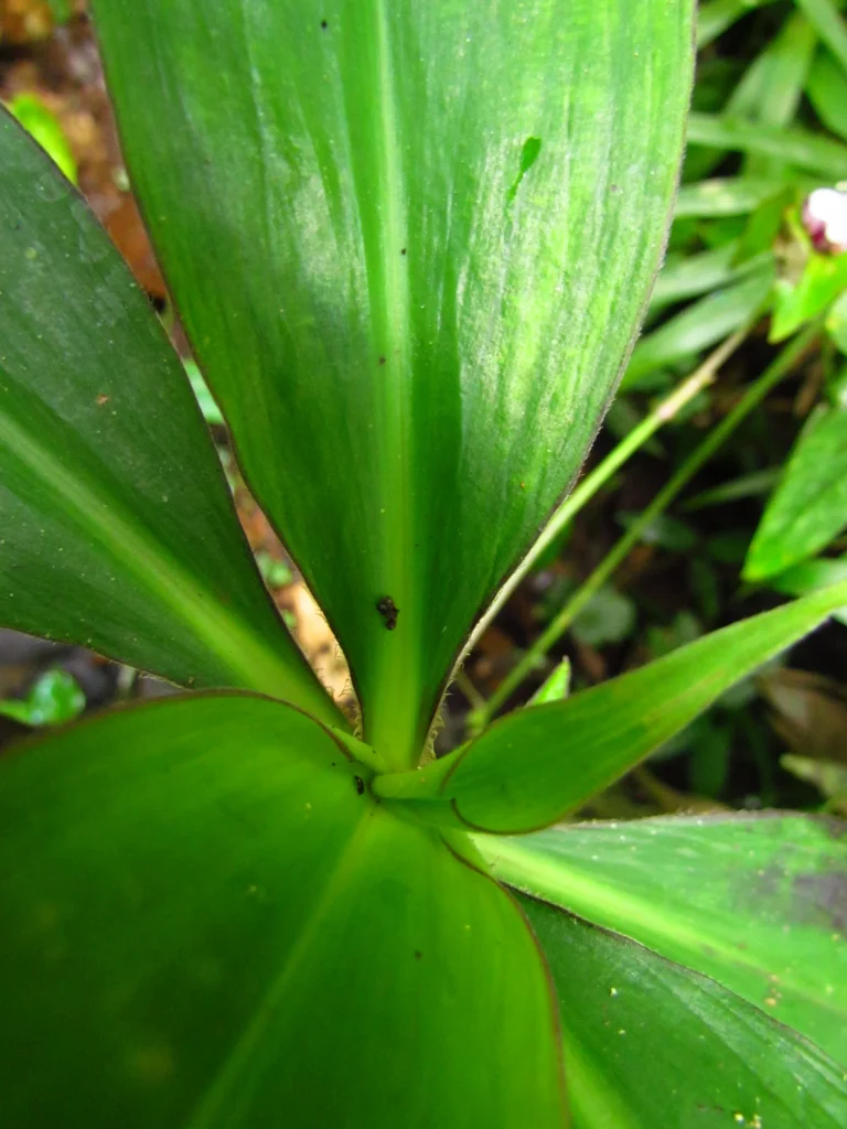 Tradescantia zanonia (15)