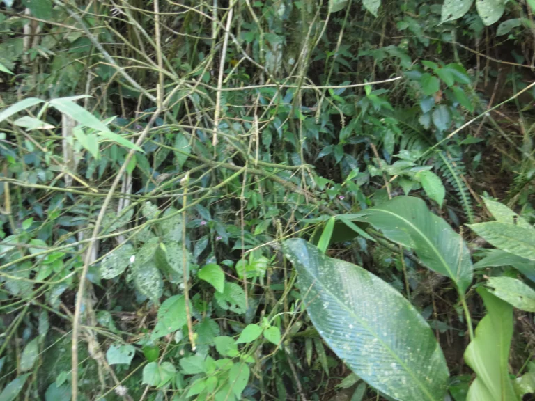 Tradescantia zanonia (18)