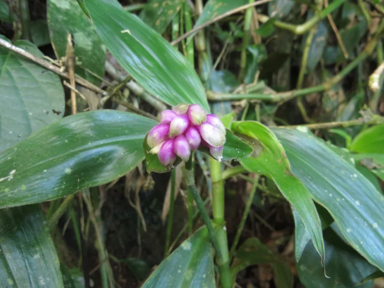 Tradescantia zanonia (19)