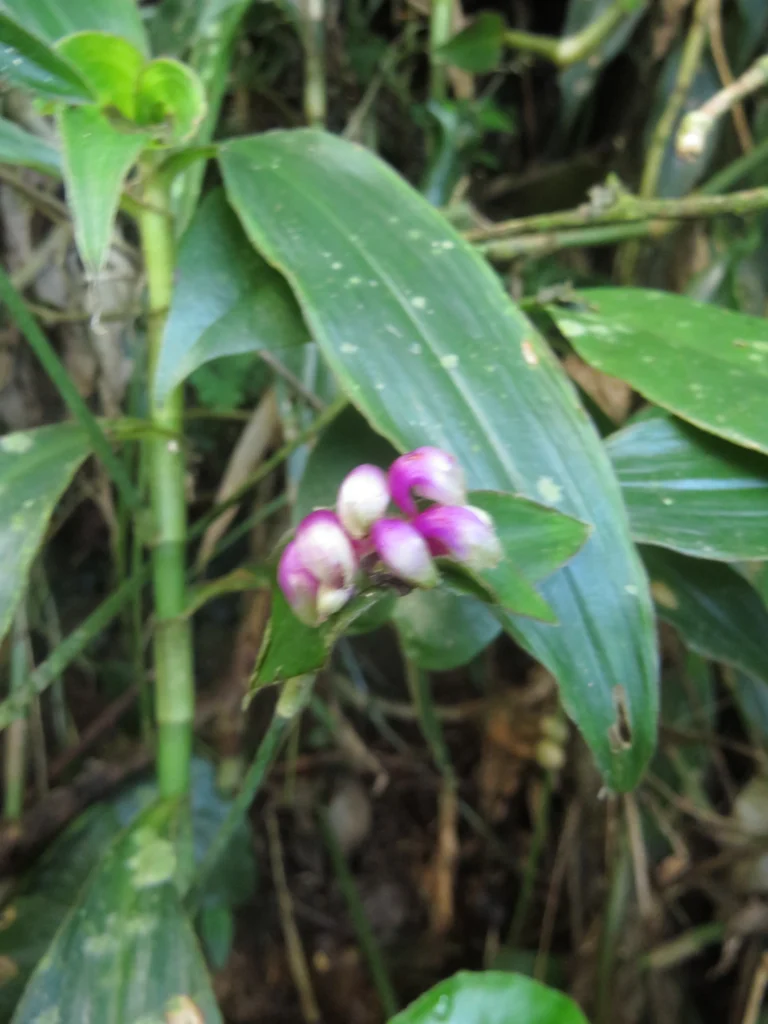 Tradescantia zanonia (20)