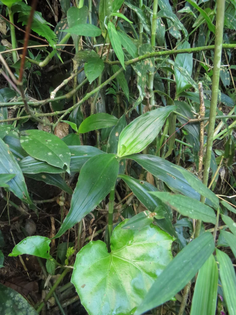 Tradescantia zanonia (21)