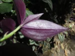 Tradescantia zebrina (2)