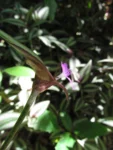 Tradescantia zebrina (6)