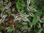 Tradescantia zebrina (8)