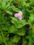 Tripogandra diuretica (2)