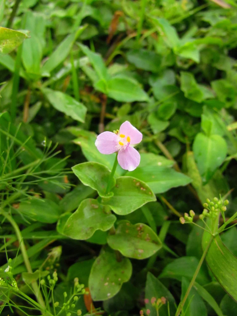 Tripogandra diuretica (4)