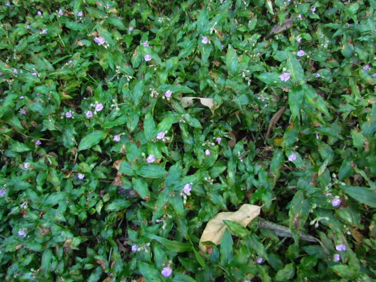 Tripogandra diuretica (7)