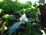 Tripogandra diuretica (8)