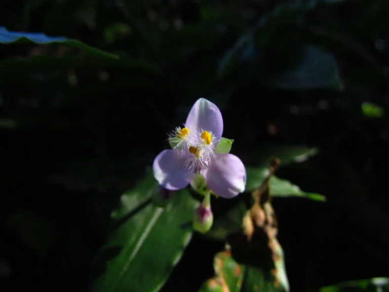 Tripogandra diuretica (9)