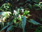 Tripogandra diuretica (11)