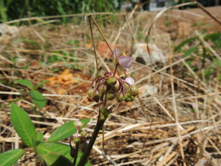 Tripogandra glandulosa (1)