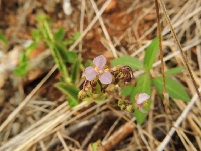 Tripogandra glandulosa (4)