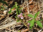 Tripogandra glandulosa (8)