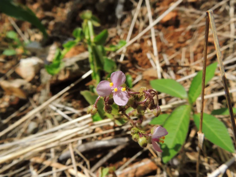 Tripogandra glandulosa (8)