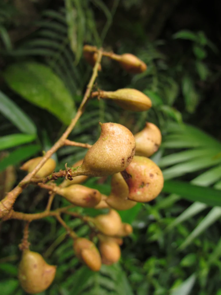 Connarus rostratus (2)