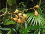 Connarus rostratus (3)