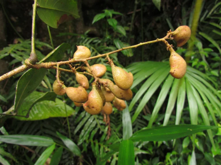 Connarus rostratus (3)