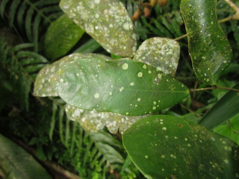 Connarus rostratus (9)