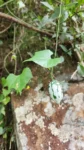 Melothria cucumis (2)