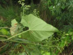 Claystegia brummittii (9)