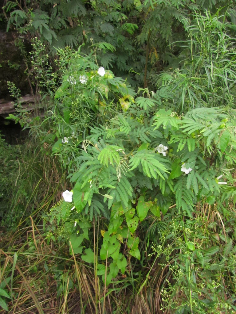 Claystegia brummittii (2)