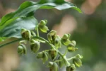 Catasetum atratum (5)
