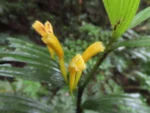CORYMBORCHIS FLAVA (1)