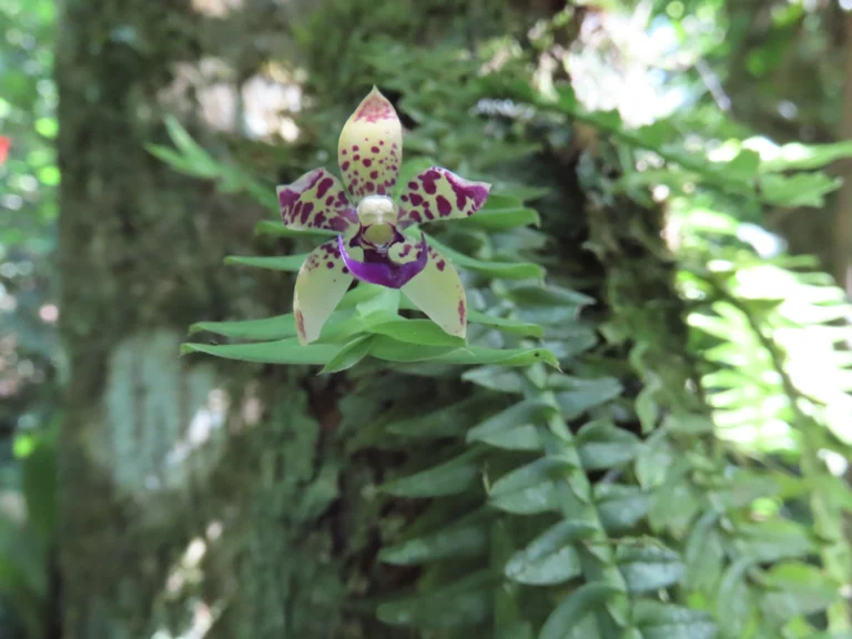 Dichaea pendula (6)
