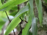 Epidendrum vesicatum (9)